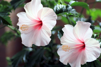 Картинка цветы гибискусы бледно-розовый