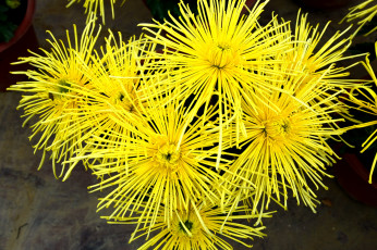 Картинка цветы хризантемы желтый лохматый