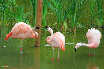 Картинка животные фламинго камыши вода розовый