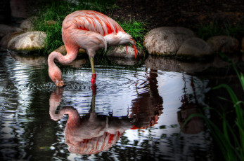 обоя животные, фламинго, розовый, вода