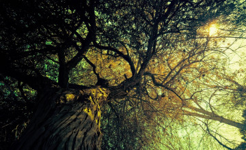 Картинка природа деревья ствол солнце осень дерево