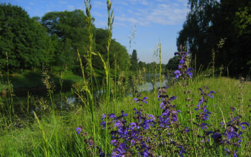 Картинка природа реки озера лето цветы трава деревья река