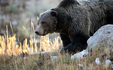 Картинка животные медведи природа grizzly bear