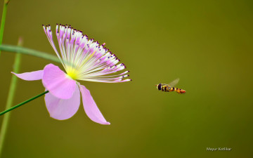 Картинка животные пчелы осы шмели цветок пчела