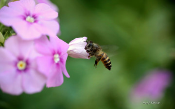 Картинка животные пчелы осы шмели пчела цветок