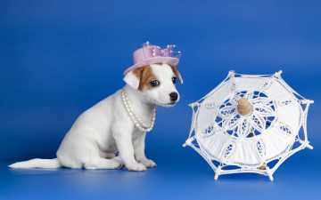 Картинка животные собаки бусы шляпка зонтик щенок