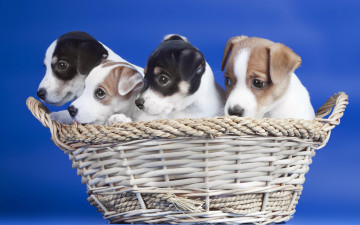 Картинка животные собаки корзина щенки
