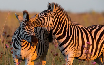Картинка животные зебры природа