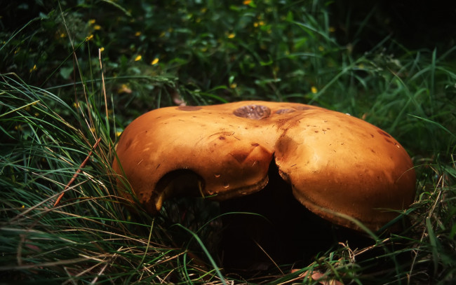 Обои картинки фото природа, грибы, трава, шляпка