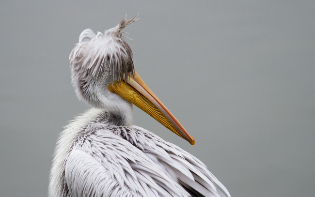 Обои картинки фото животные, пеликаны, птица, фон, pelican