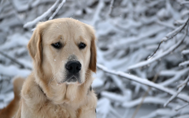 Обои картинки фото животные, собаки, снег, зима, лабрадор, собака