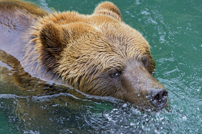 Обои картинки фото животные, медведи, вода, пловец