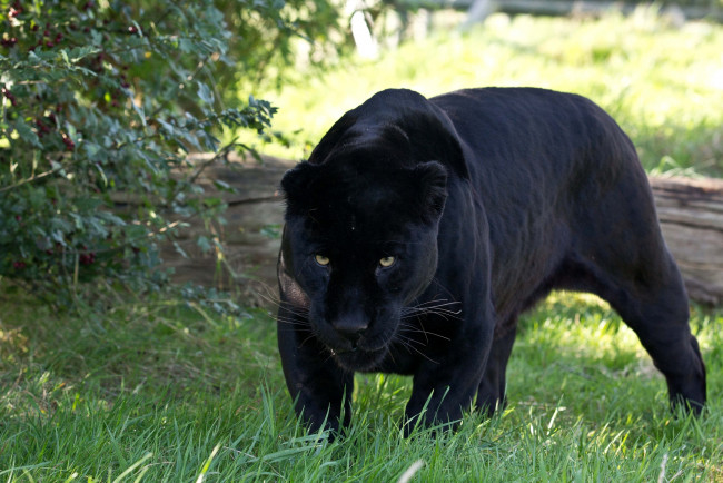 Обои картинки фото животные, пантеры, черная, багира, черный, ягуар