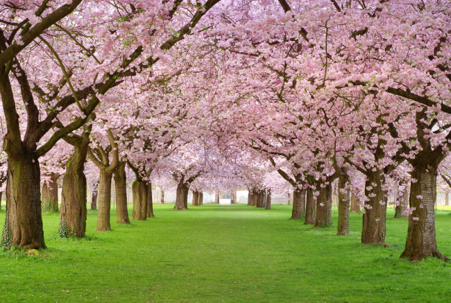 Обои картинки фото цветы, сакура, вишня, сад, деревья, цветение, весна