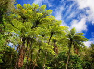 Картинка природа тропики папоротники джунгли