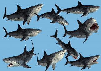 Картинка 3д+графика animals+ животные акулы