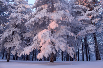 Картинка природа зима ели снег