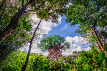 Картинка природа деревья дерево заросли джунгли