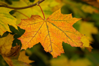 Картинка природа листья осень макро веточка