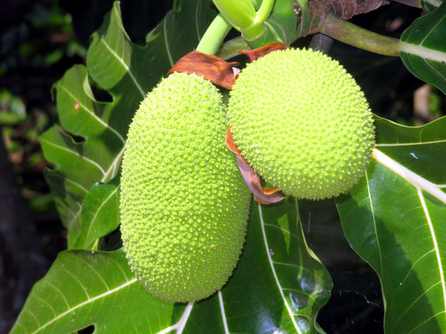 Обои картинки фото природа, плоды, breadfruit