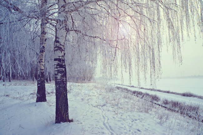 Обои картинки фото природа, зима, снег, березы