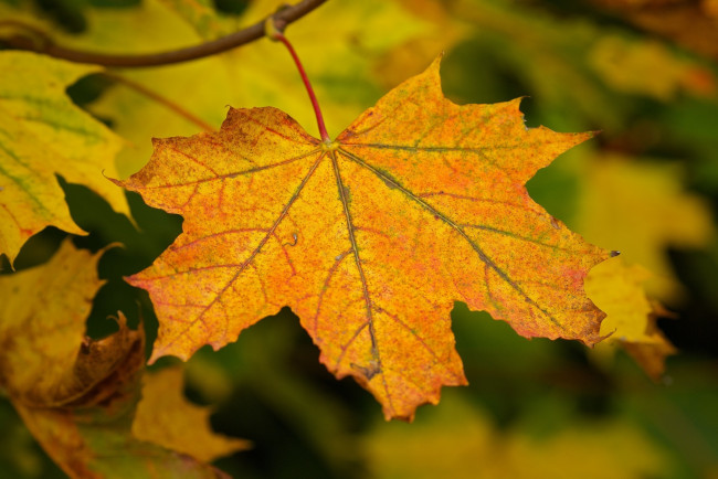 Обои картинки фото природа, листья, осень, макро, веточка