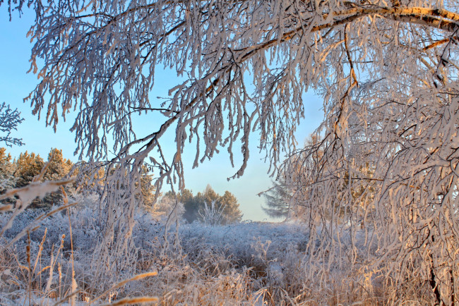 Обои картинки фото природа, зима, ветви, снег
