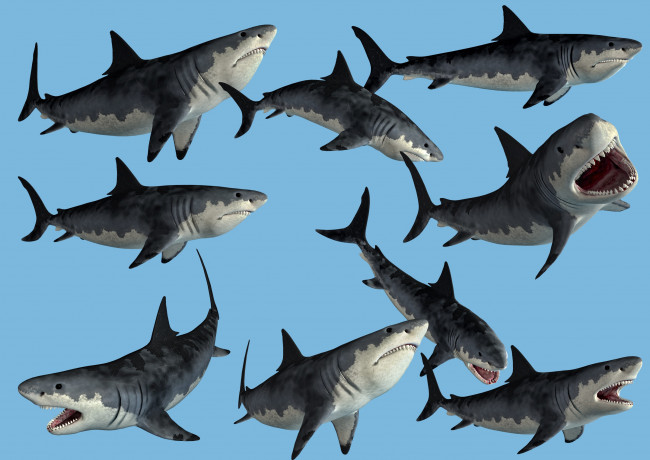 Обои картинки фото 3д графика, animals , животные, акулы