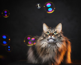 Картинка животные коты мыльные пузыри пушистый взгляд коте киса