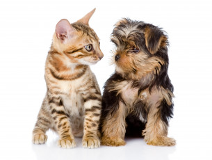 Картинка животные разные+вместе кот собака террьер