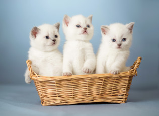 Картинка животные коты корзина белые котята