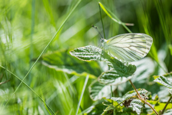 Картинка животные бабочки +мотыльки +моли лето листья зелёный макро