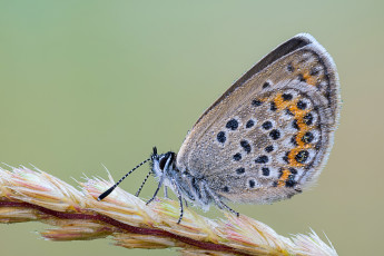 Картинка животные бабочки +мотыльки +моли роса бабочка капли травинка насекомое утро фон макро