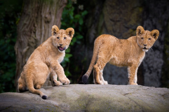 Картинка животные львы львята кошки хищники зоопарк