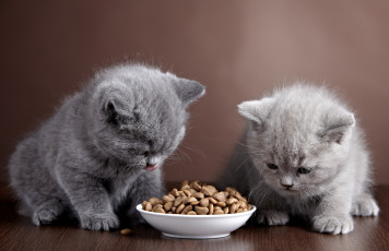 Картинка животные коты тарелка двое котята еда корм