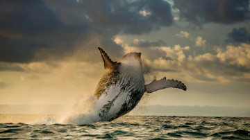обоя животные, киты,  кашалоты, океан, кит, млекопитающие, прыжок