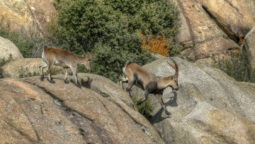 Картинка животные козы козел горный