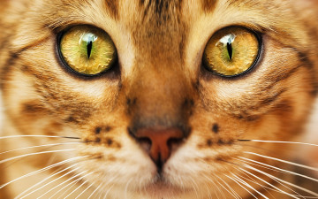 Картинка животные коты кот зеленые глаза взгляд мордочка окрас