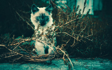 Картинка животные коты природа кошка котенок
