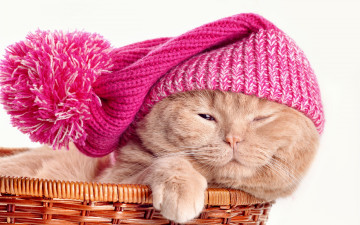 Картинка животные коты шапка лапа корзинка животное кот
