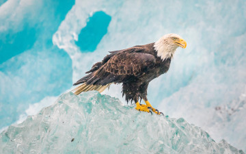 Картинка животные птицы+-+хищники ястреб природа glacier bay national park птица