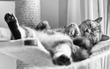 Картинка животные коты британец кот британская короткошёрстная чёрно-белая сон спящий