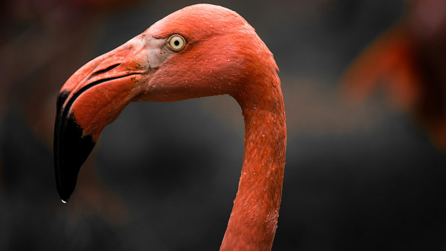 Обои картинки фото животные, фламинго, клюв, окрас, розовый, птица