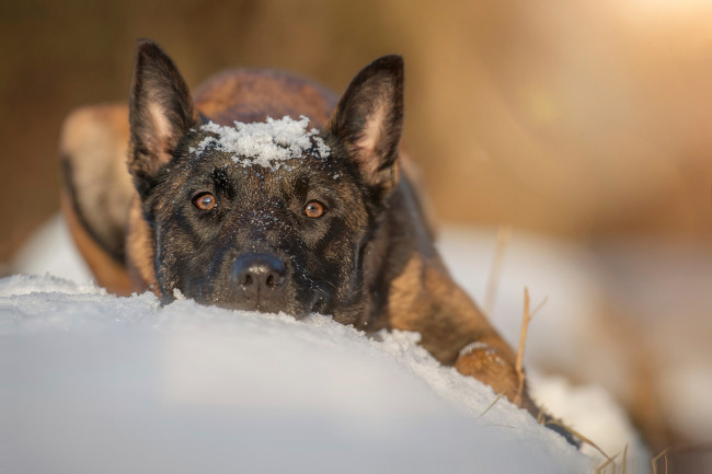 Обои картинки фото животные, собаки, пёс, овчарка, снег