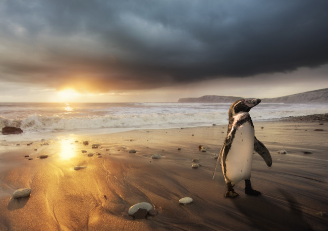 Обои картинки фото животные, пингвины, пляж, пингвин, рассвет, побережье, океан