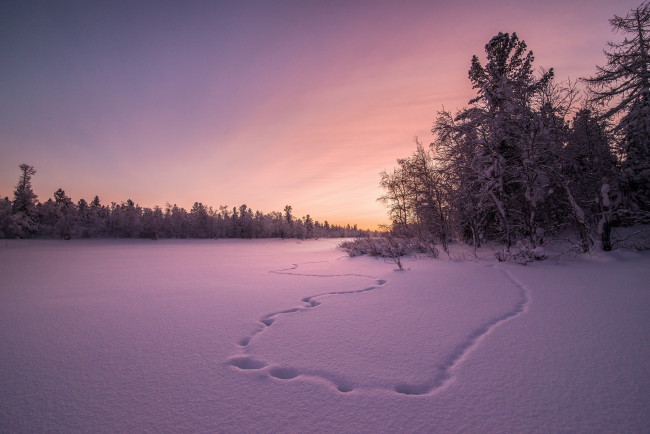 Обои картинки фото природа, зима, закат, снег, поле
