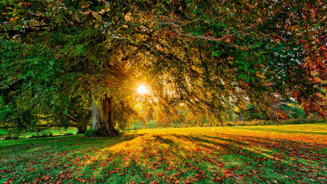 Обои картинки фото природа, деревья, парканор, форест, парк, северная, ирландия