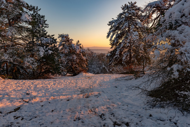 Обои картинки фото природа, пейзажи, зима, утро, деревья, снег