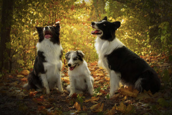 Картинка животные собаки листья взгляд язык лес