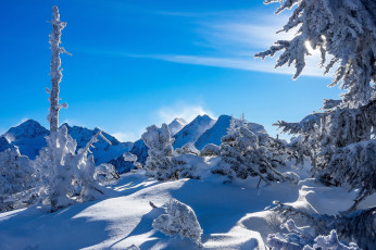 Картинка природа зима ели тени штирия сугробы альпы австрия горы деревья пейзаж снег